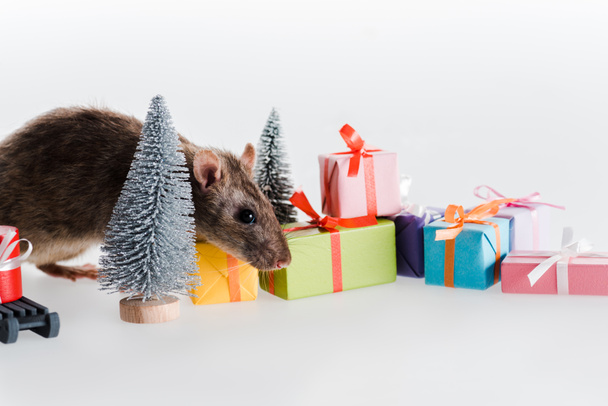 small and cute rat near colorful gift boxes isolated on white - Photo, Image