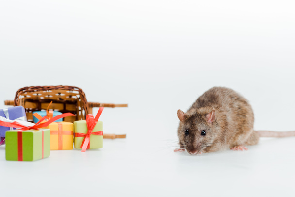 small rat near toy sleigh and colorful gifts isolated on white - Photo, image