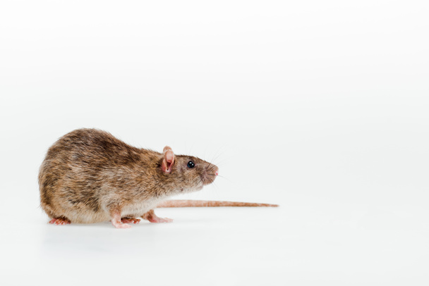 small and cute domestic rat isolated on white  - Φωτογραφία, εικόνα