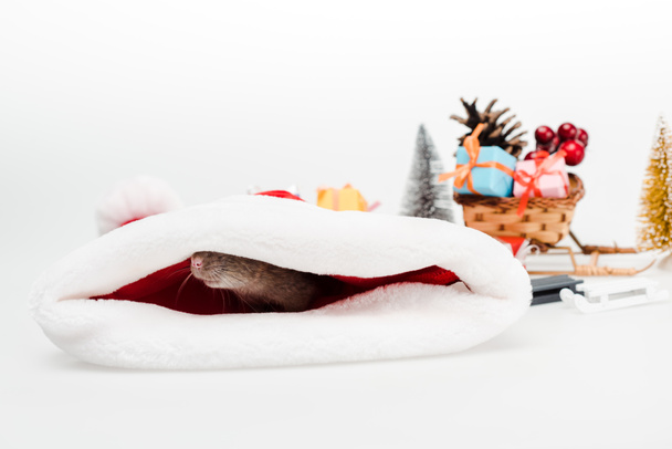 selective focus of small rat in santa hat isolated on white  - Photo, Image