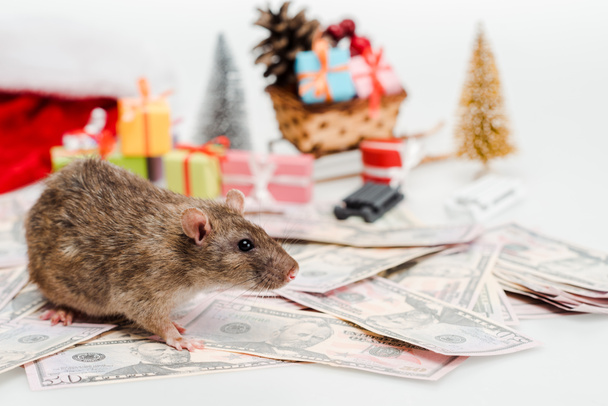 selektiver Fokus kleiner Ratte in der Nähe von Geld und Geschenken isoliert auf Weiß  - Foto, Bild