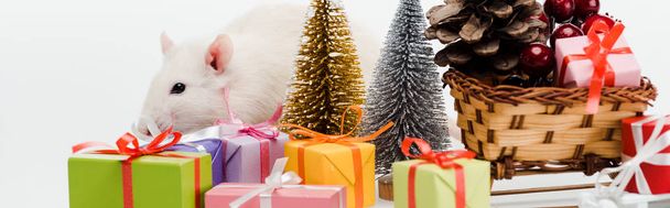 plano panorámico de rata doméstica cerca de regalos de colores aislados en blanco
  - Foto, Imagen