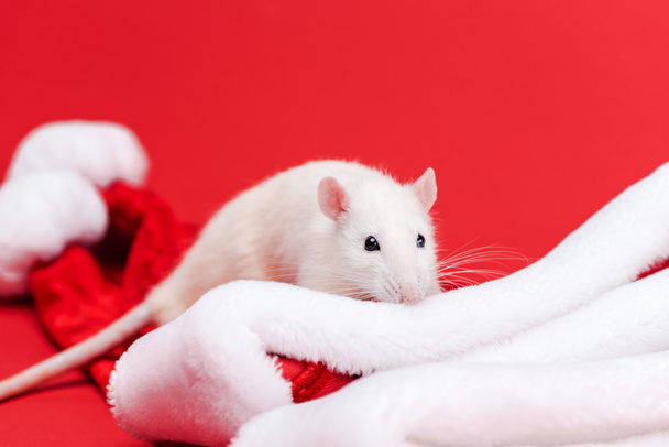 Selektiver Fokus der niedlichen weißen Ratte auf Weihnachtsmützen isoliert auf Rot  - Foto, Bild