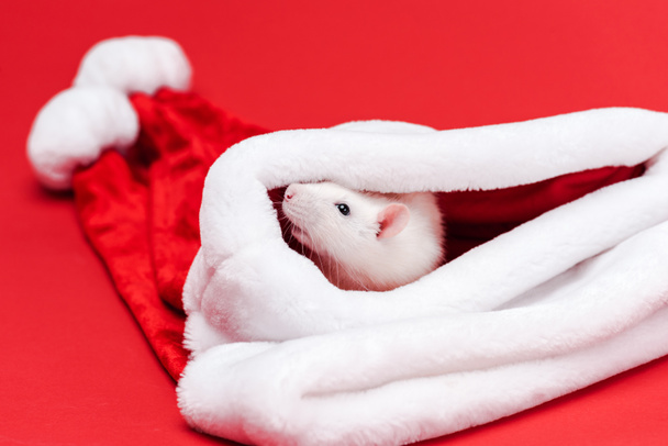 selective focus of cute white rat in santa hat isolated on red  - Foto, afbeelding