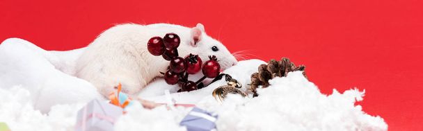 Panoramaaufnahme der kleinen Maus auf dem Weihnachtsmann in der Nähe von roten Beeren isoliert auf rot  - Foto, Bild