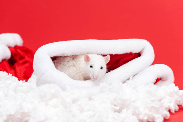 selective focus of cute small rat in santa hat isolated on red - Photo, Image