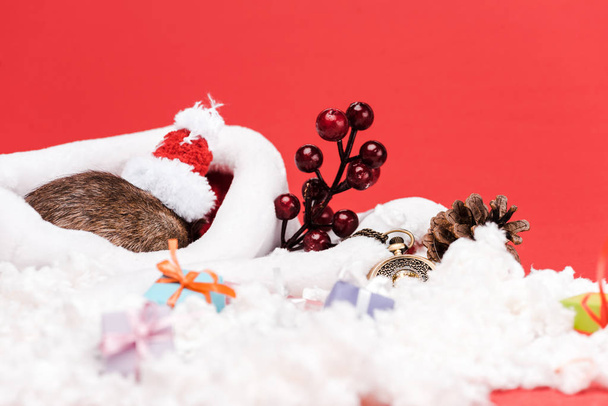 selective focus of rat in small santa hat near presents and pocket watch isolated on red  - Foto, imagen