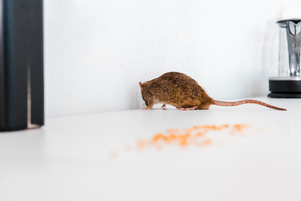 foyer sélectif du rat près des pois non cuits sur la table
  - Photo, image