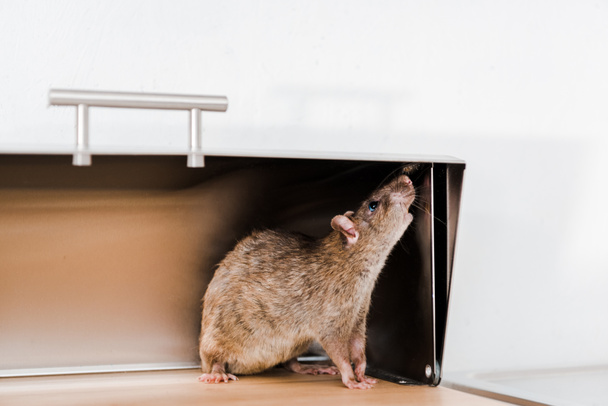 little rat in bread box in kitchen  - Фото, изображение