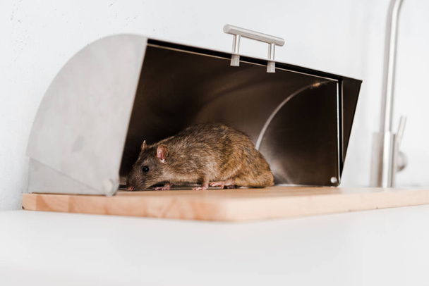 selective focus of small rat in bread box in kitchen  - Фото, изображение