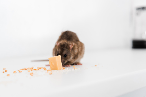 small rat near tasty cube of cheese on table  - Foto, afbeelding
