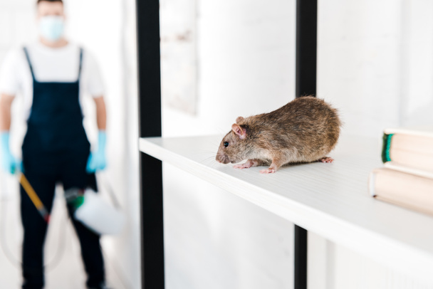 selective focus of small rat near exterminator holding toxic equipment  - Zdjęcie, obraz