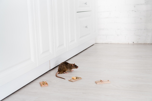 rat near wooden mousetraps and cube of cheese on floor  - 写真・画像