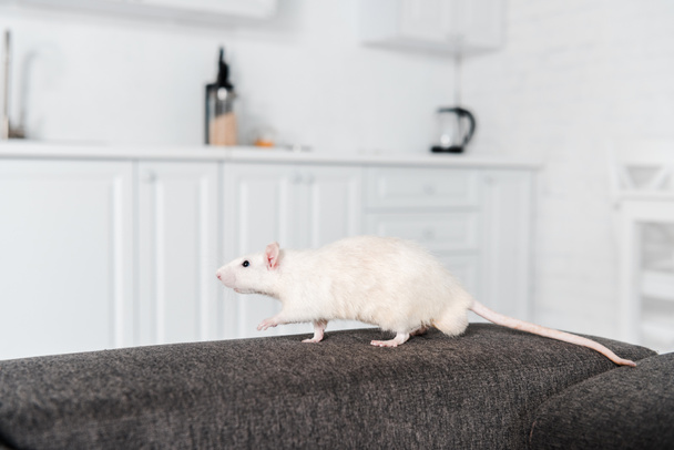 selective focus of white mouse running on grey sofa  - Photo, Image