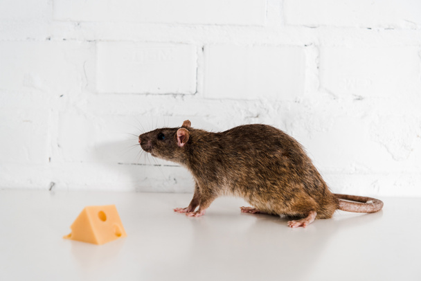 selective focus of tasty cheese cube near small rat on table near brick wall  - Foto, afbeelding