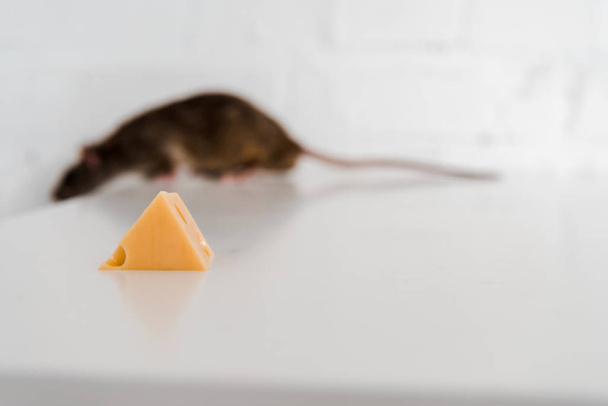 szelektíven összpontosít ízletes sajt kocka közelében kis patkány az asztalra  - Fotó, kép