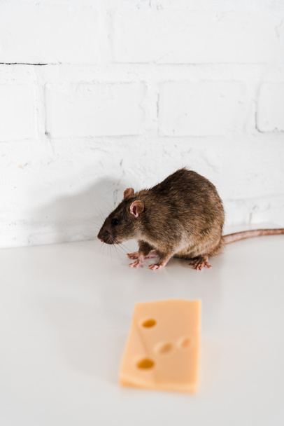 νόστιμο τυρί κύβο κοντά σε γκρίζο ποντίκι στο τραπέζι  - Φωτογραφία, εικόνα