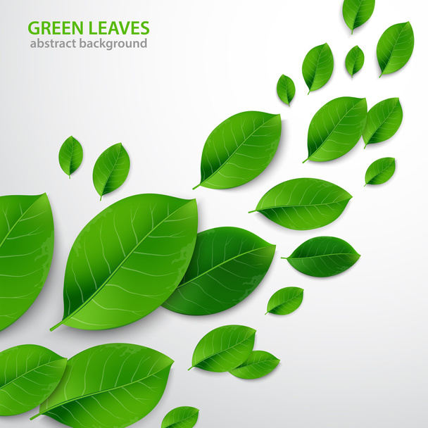Fondo natural con hojas verdes y frescas. Ilustración vectorial. - Vector, imagen
