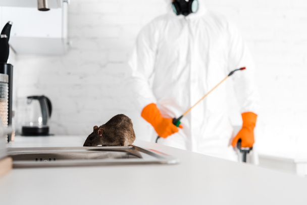 foco selectivo de rata cerca del fregadero y exterminador con spray tóxico en la mano
  - Foto, Imagen