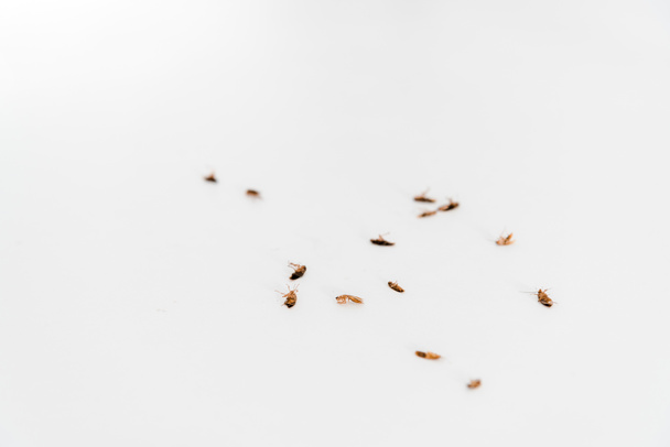 白で隔離された死んだゴキブリの選択的焦点  - 写真・画像