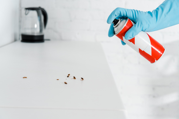 vista ritagliata dello sterminatore nel guanto di lattice con spray tossico può vicino agli scarafaggi
  - Foto, immagini