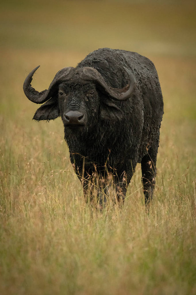 Cape buffalo stands facing camera in grassland - Photo, Image