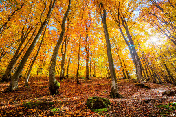 Golden Autumn forest background with sun and vibrant leaves - 写真・画像