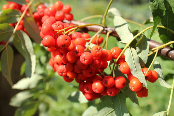 Bunch of rowan berries - Photo, Image