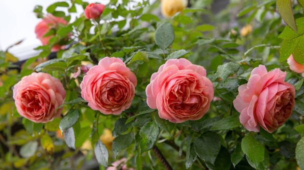 Красивые розы, цветущие в саду во время дождя осенью, капли дождя
 - Фото, изображение