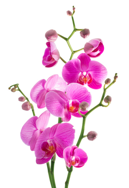 орхидея розовых цветов на белом фоне
 - Фото, изображение