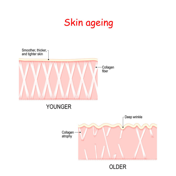Representación visual de los cambios en la piel a lo largo de la vida
 - Vector, Imagen