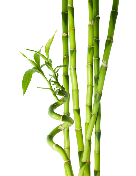 Bambus - sechs Halme - Foto, Bild