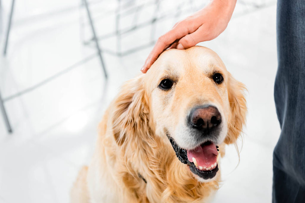cropped view of woman stroking cute golden retriever in office  - Photo, Image