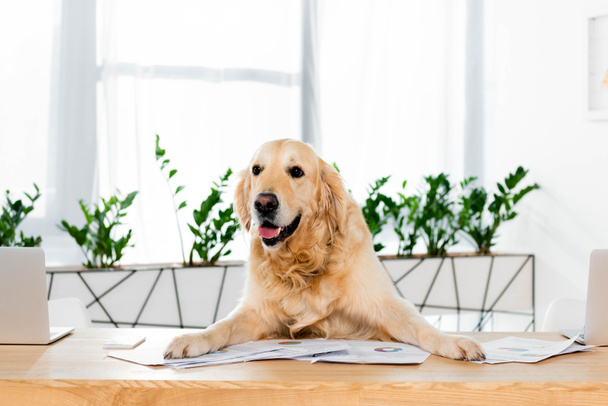 cute golden retriever sitting at table with documents in office  - 写真・画像