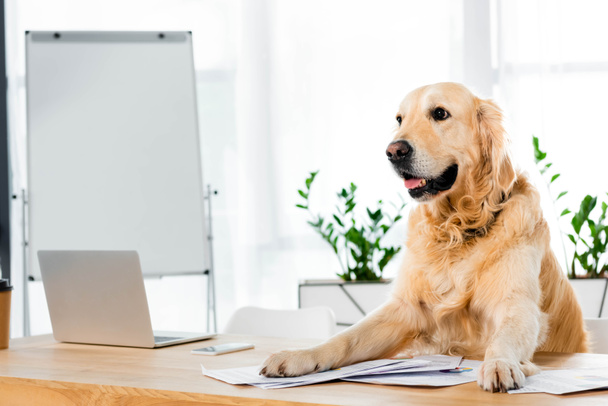 cute golden retriever sitting at table with documents in office  - Photo, Image