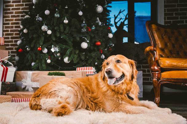 Ο σκύλος του Γκόλντεν Τρίβερ τα Χριστούγεννα. Χαριτωμένο σκυλί στο φόντο χριστουγεννιάτικο δέντρο. Χριστουγεννιάτικο Τρίβερ σκύλων που βρίσκεται κάτω από το νέο έτος δέντρο, όμορφο Χριστουγεννιάτικο ζώο. Τα Χριστούγεννα και το νέο έτος και οικόσιτα κατοικίδια - Φωτογραφία, εικόνα