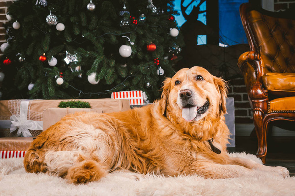 Golden Retriever dog in Christmas. Cute dog on Christmas tree background. Christmas Dog Retriever Lying Under New Year Tree, Beautiful Xmas Animal. heme Christmas and New Year and domestic pet - Photo, Image