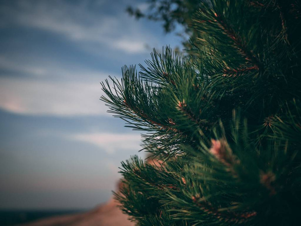 Selective focus closeup shot of green pine tree branches - Фото, зображення
