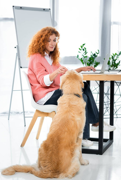 attractive woman in pink sweater feeding golden retriever in office  - Photo, Image