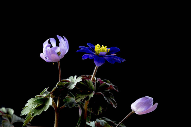 Anemone es un género de plantas con flores perteneciente a la familia Ranunculaceae.
. - Foto, imagen
