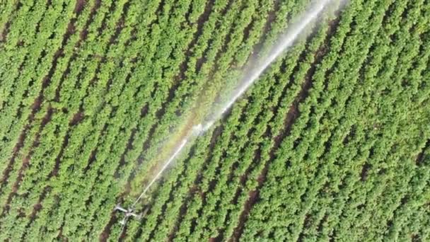 Vista aerea: irrigatori di irrigazione sul campo
. - Filmati, video