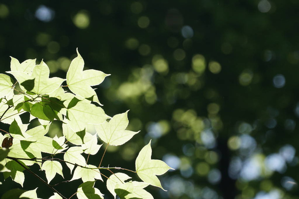close-up shot of beautiful blossoming leaves - Фото, зображення