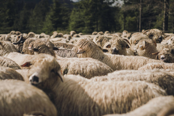 Gruppo di pecore e agnelli su un prato nella foresta
 - Foto, immagini