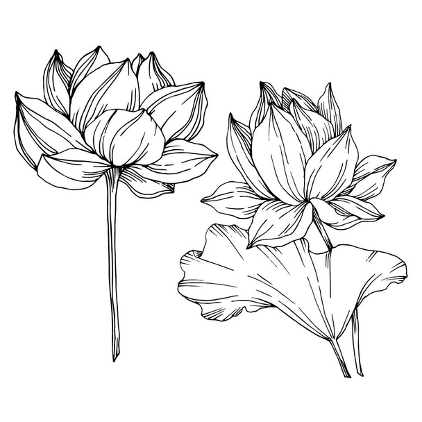 Vector Lotus floral botanical flowers. Black and white engraved ink art. Isolated lotus illustration element. - Vector, Image