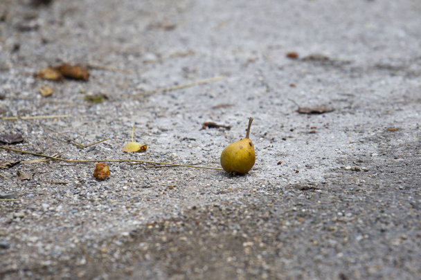 πεσμένο άγριο αχλάδι στο έδαφος, επιλεκτική εστίαση - Φωτογραφία, εικόνα
