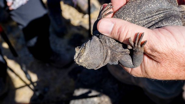 Посмішок (Савмалус), що отримує з ніг на голову в пустелі Мохаве, США - Фото, зображення