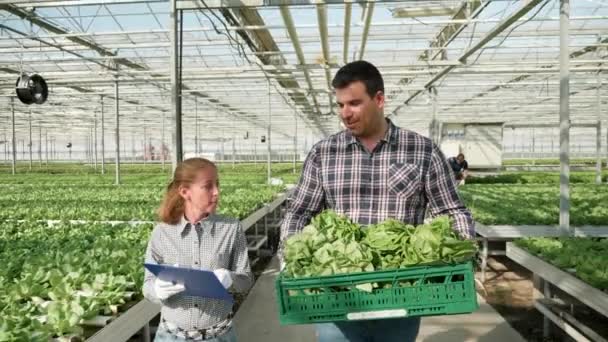 Farmers in greenhouse with modern technology for growing vegetables - Footage, Video