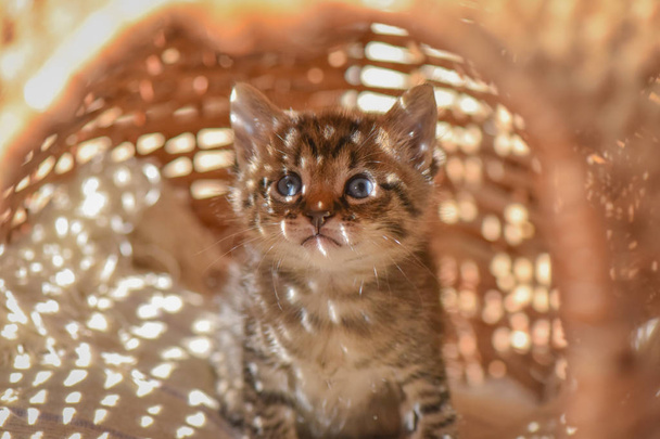 Портрет пухнастого чистокровного кошеня
 - Фото, зображення