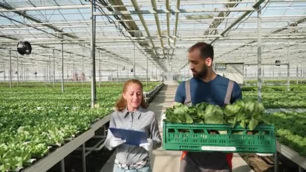 Maatilan työntekijä kuljettaa laatikkoa vihreällä salaatilla
 - Materiaali, video