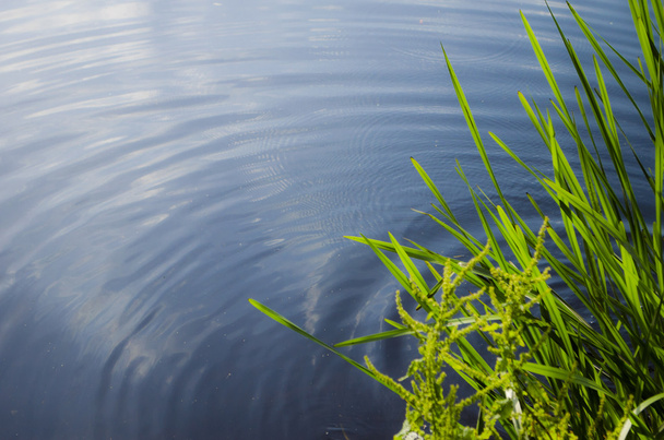 gras en golfde water - Foto, afbeelding